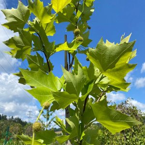 Platan javorolistý (Platanus acerifolia) - výška 400-450 cm, obvod kmeňa: 12/14 cm, kont. C45L